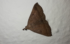 Pechipogo plumigeralis