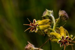 Miraglossum pulchellum