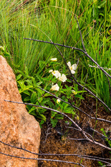 Monsonia grandifolia