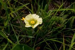Monsonia grandifolia