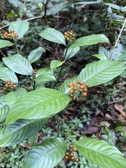 Palicourea racemosa