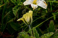 Monsonia grandifolia