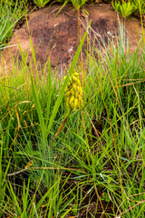 Orthochilus foliosus