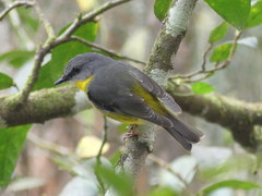 Eopsaltria australis