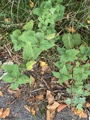 Urtica