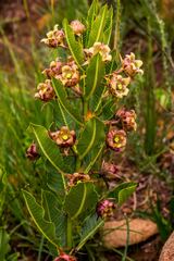 Pachycarpus dealbatus