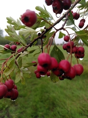 Crataegus