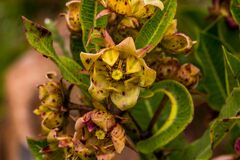 Pachycarpus dealbatus