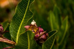 Pachycarpus dealbatus