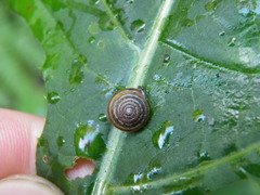 Perforatella bidentata