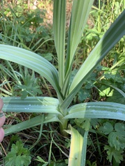 Allium ampeloprasum