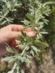 Artemisia absinthium