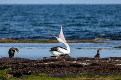 Pelecanus conspicillatus