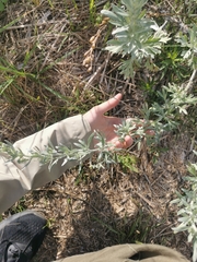 Artemisia absinthium