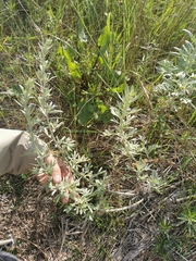 Artemisia absinthium