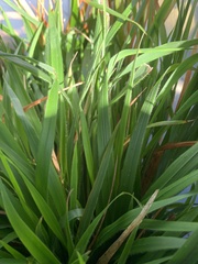 Brachypodium sylvaticum
