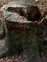 Magnoliopsida
