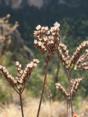 Petrosedum sediforme