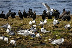 Phalacrocorax sulcirostris