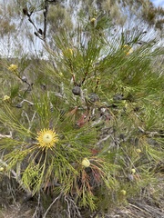 Isopogon anethifolius