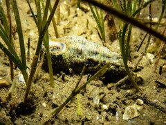 Batillaria australis