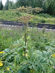 Heracleum dissectum