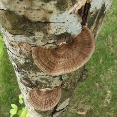 Hexagonia