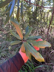 Elaeocarpus dentatus