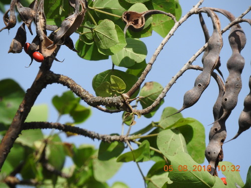 Erythrina americana