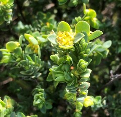 Pimelea serpyllifolia