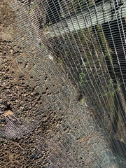 Oryctolagus cuniculus cuniculus