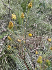 Phyllota phylicoides