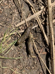 Porphyrio melanotus melanotus