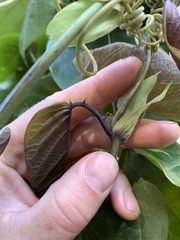 Passiflora ligularis