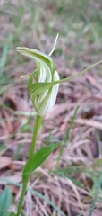 Pterostylis alpina