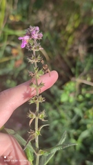 Stachys palustris