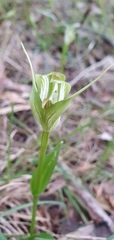 Pterostylis alpina