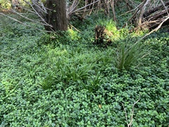 Chlorophytum comosum