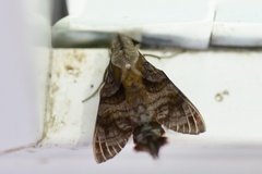 Macroglossum pyrrhosticta