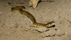 Fowlea flavipunctata