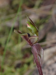 Chiloglottis trapeziformis