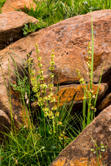 Rumex dregeanus