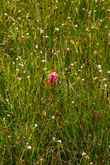 Satyrium hallackii ocellatum