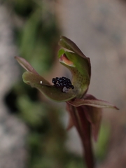 Chiloglottis trapeziformis