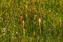 Satyrium hallackii ocellatum