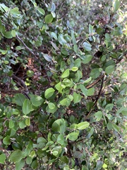 Helichrysum lanceolatum