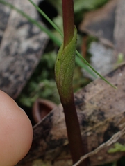 Chiloglottis trapeziformis