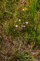Senecio polyodon polyodon