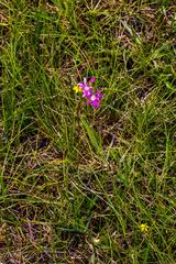 Senecio polyodon subglaber