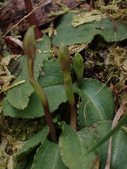 Chiloglottis trapeziformis